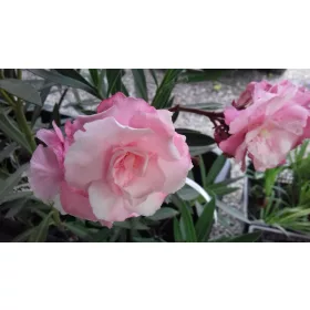    OLEANDER pink full ROSARIO вкоренен разсад за цъфтеж