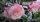  OLEANDER pink full ROSARIO вкоренен разсад за цъфтеж