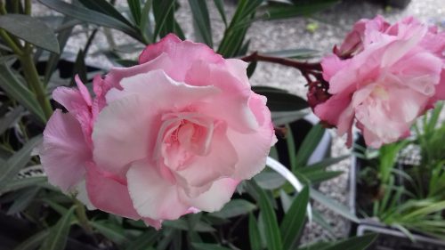  OLEANDER pink full ROSARIO вкоренен разсад за цъфтеж