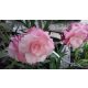  OLEANDER pink full ROSARIO вкоренен разсад за цъфтеж