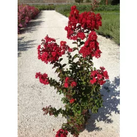    Lagerstroemia LAGERSTREMIA Indica DYNAMITE люляк индийски червен разсад