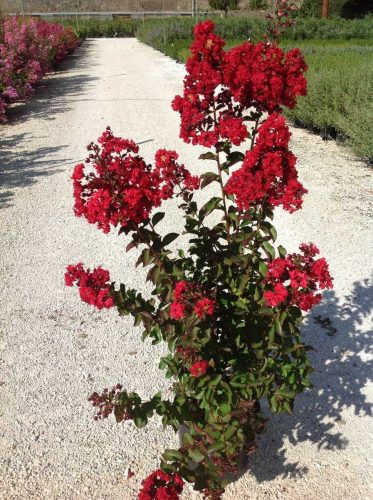  Lagerstroemia LAGERSTREMIA Indica DYNAMITE люляк индийски червен разсад