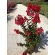  Lagerstroemia LAGERSTREMIA Indica DYNAMITE люляк индийски червен разсад