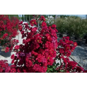    Lagerstroemia LAGERSTREMIA Indica DURAND RED Разсад червен индийски бъз