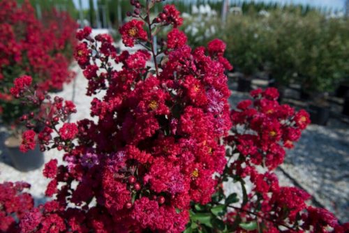 Lagerstroemia LAGERSTREMIA Indica DURAND RED Разсад червен индийски бъз