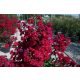  Lagerstroemia LAGERSTREMIA Indica DURAND RED Разсад червен индийски бъз