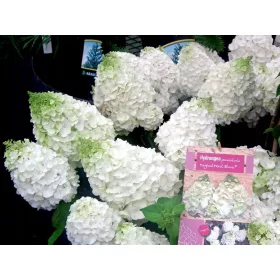    Разсад хортензия в съд 3-5 литра 30-50см