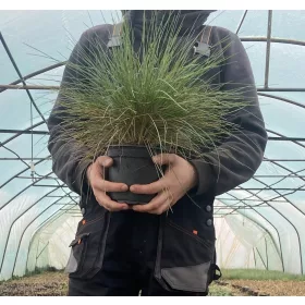    ОГРОМНО!! Разсад разсад, СИНЯ МАЙНА, БИОГОДИШНА ДЕКОРАТИВНА ТРЕВА