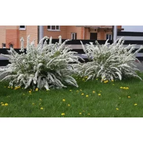    Норвежка сива ливадка Grefsheim ИЗКЛЮЧИТЕЛНО МЕДОПРОДУКТИВЕН голям разсад 1,2 л