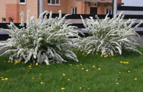  Норвежка сива ливадка Grefsheim ИЗКЛЮЧИТЕЛНО МЕДОПРОДУКТИВЕН голям разсад 1,2 л