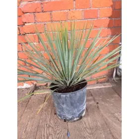    Yucca rostrata Идеално растение за балкон или тераса
