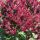  Флокс метличест "Сляп лъв" (Phlox paniculata) Саксия P13