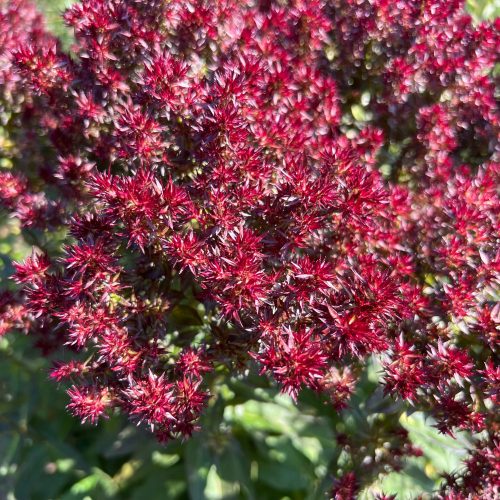  Флокс метличест "Сляп лъв" (Phlox paniculata) Саксия P13