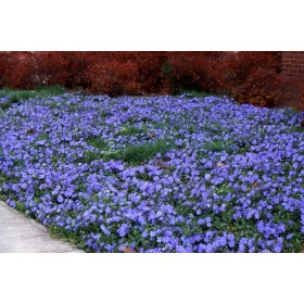  Разсад зеленика 50 бр