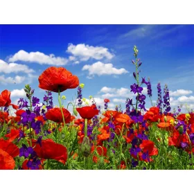    Смес от семена - цветни ливади 100g Agro-Land Kwietna Łączka 40 съставки