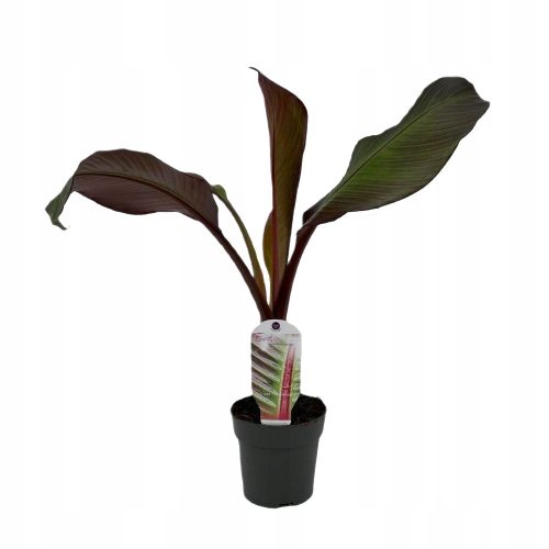  Червен банан Maurelii (Ensete ventricosum) Разсад P12
