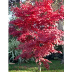    Разсад клонове в контейнер до 0,5л, 20-30 см