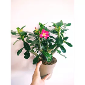    Разсад от дебелак в контейнер от 1-2 литра