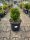  Buxus Sempervirens формован - чемшир C7.5