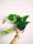  Epipremnum Aureum Pinnatum разсад в контейнер 0,5-1 л