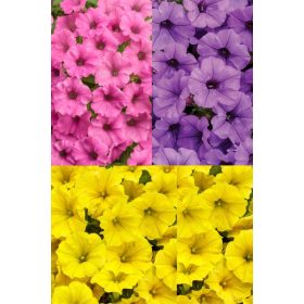    Surfinia Supertunia Mini Vista Микс от цветове Комплект от 6 бр