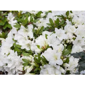    Разсад бели рододендрони и азалии в съд 0,5-1л 15-25см