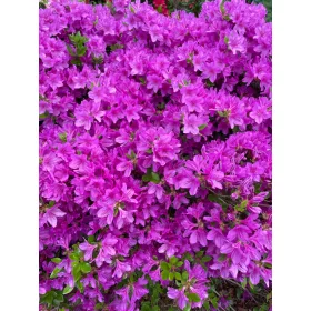    Рододендрони и азалии лилави, сини разсад в съд 0,5-1л 10-25 см