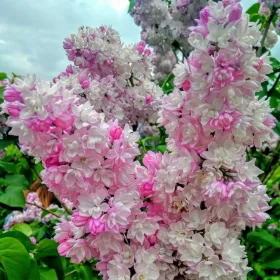    Разсад пъстър люляк в съд 2-3л 35-50см