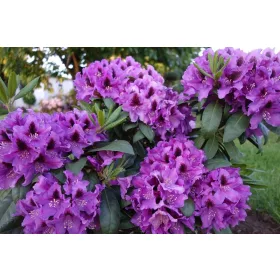    Рододендрони и азалии лилави, сини, розови разсад в съд 1-2л 20-30см