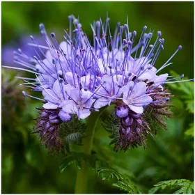  Семена от синя фацелия 1000гр