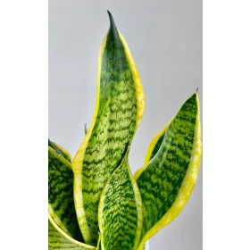    Гвинейска сансевиерия "Laurentii"