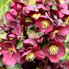    EASTERN HELLEBORE PRETTY ELLEN PURPLE~~ НЕ СЕ ПАЗАРУВА ЛИСТА ПРЕЗ ЗИМАТА