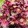  EASTERN HELLEBORE PRETTY ELLEN PURPLE~~ НЕ СЕ ПАЗАРУВА ЛИСТА ПРЕЗ ЗИМАТА