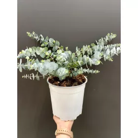    Евкалипт Евкалипт ГОЛЯМ ПЛЪТЕН МИРИЗЕН ГУНИ