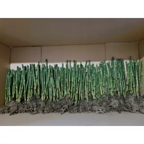    Зимен бамбуков хвощ вечнозелен ХИТ на сезона 100 разсада!!!