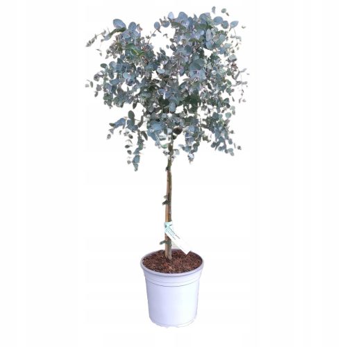  Син евкалипт върху топчест ствол (Eucalyptus Gunni), 4-годишен разсад C4