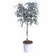  Син евкалипт върху топчест ствол (Eucalyptus Gunni), 4-годишен разсад C4