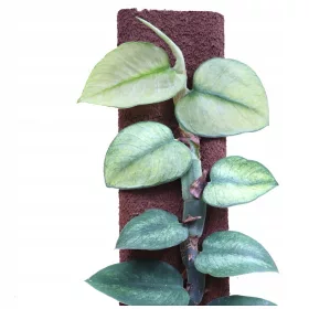    Rhaphidophora Hongkongensis Mint - пуснете разсад нов!