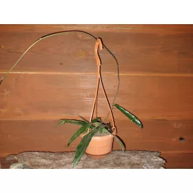  Разсад Hoja Minibelle в контейнер 0,5л