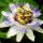  Passiflora BLUE PASSION FLOWER уникален НАЙ-КРАСИВИЯ ВИАЛНИК разсад