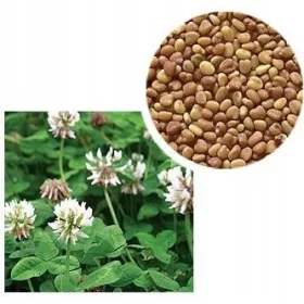    МНОГОКРАТНА БЯЛА ДЕТЕЛИНА - РОХАВИ СЕМЕНА