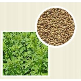    ЛЮЦЕРНА - СЕМЕНА ЗА ПОКРИВНА КУЛТУРА - НАсип