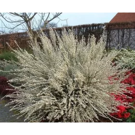    ЦИТИСУС АЛБУС бял ЦЪФТЯЩ ХРАСТ Разсад 2л