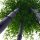  Black Nigra Bamboo Frost-resistant (Phyllostachys) Разсад C2