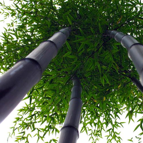  Black Nigra Bamboo Frost-resistant (Phyllostachys) Разсад C2