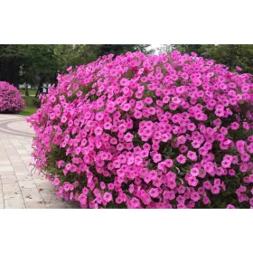    Surfinia Supertunia Vista самопочистваща се Surfinia Комплект от 6 бр.