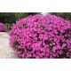  Surfinia Supertunia Vista самопочистваща се Surfinia Комплект от 6 бр.