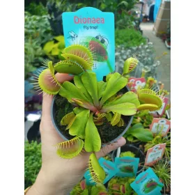  Разсад Дионея в контейнер 0,5л