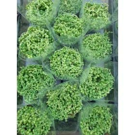    Сенецио Роулиан Наниз от перли Броеница Дон. 11 см