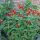  Spigelia Little Redhead Spigelia гол корен РАЗСЕД ДЕКОРАТИВНИ ЛИЧНИ РАСТЕНИЯ ГРАДИНА